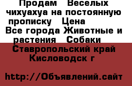 Продам.  Веселых чихуахуа на постоянную прописку › Цена ­ 8 000 - Все города Животные и растения » Собаки   . Ставропольский край,Кисловодск г.